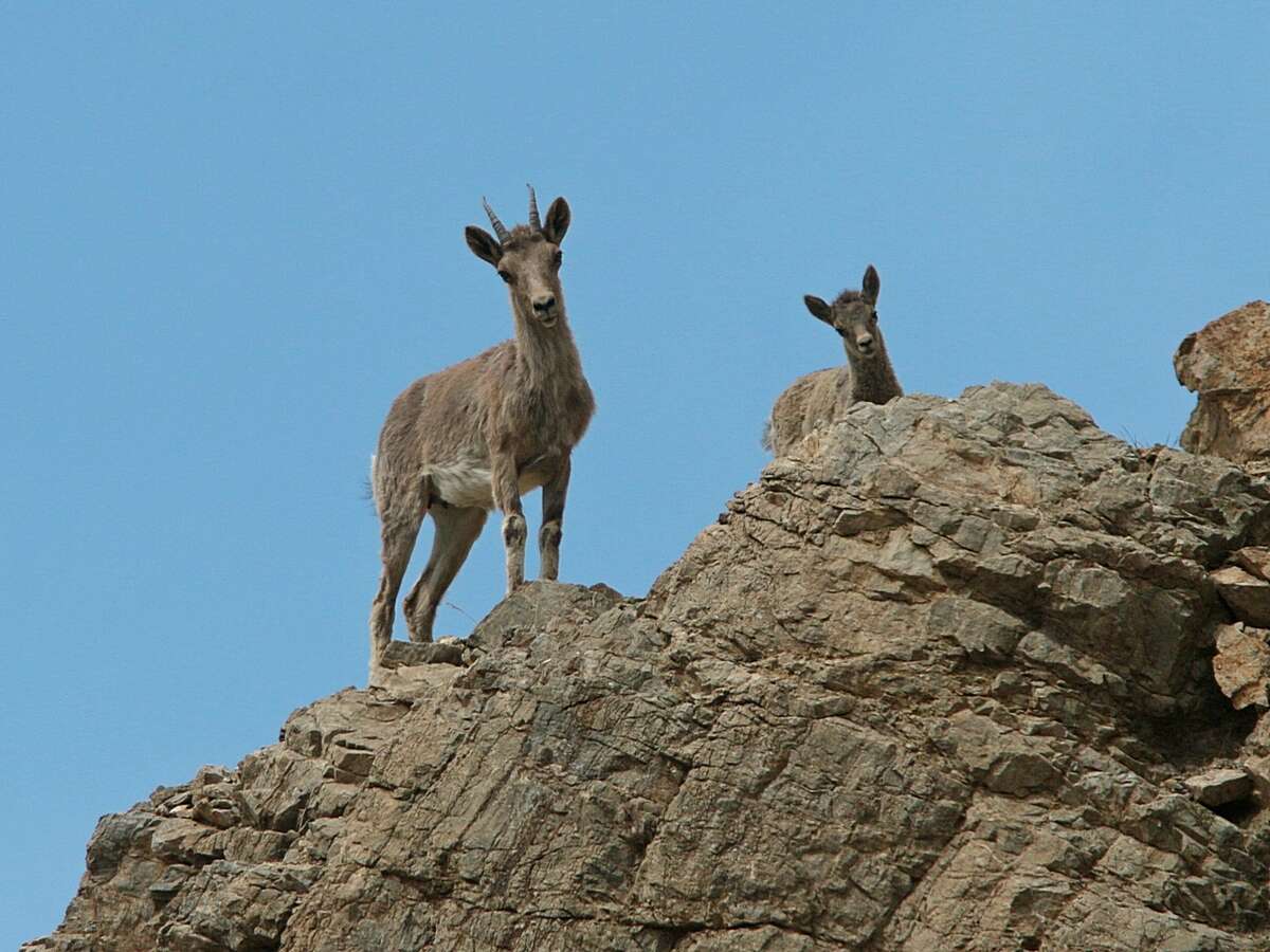 Image of Asiatic Ibex