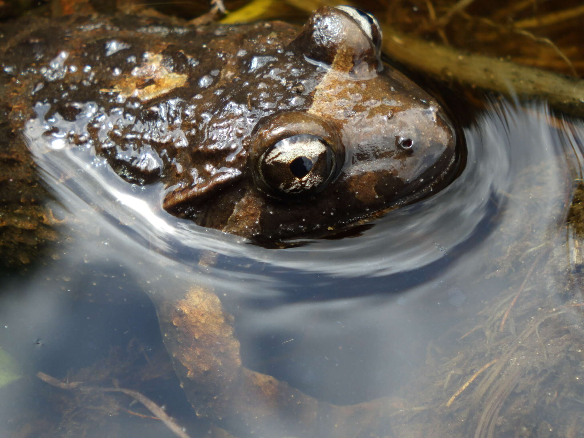 Image of Corsican Painted Frog