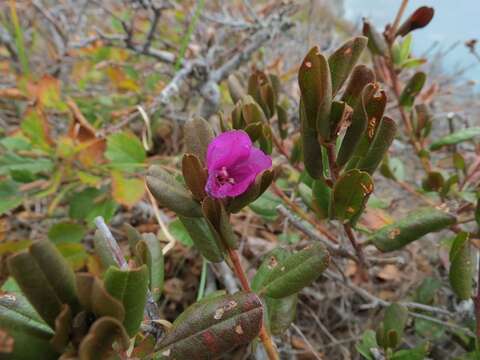 Image of Rhododendron mucronulatum subsp. sichotense (Pojark.) A. Khokhr.