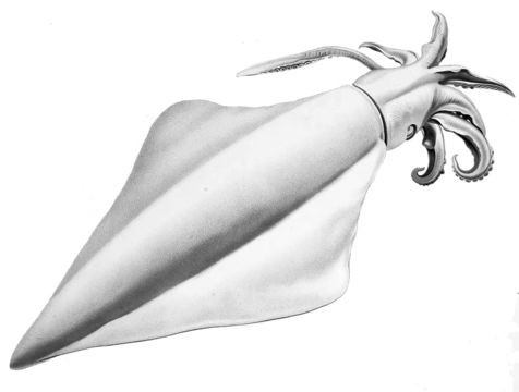 Image of Diamondback squid