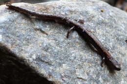 Image of Greenhorn Mountains Slender Salamander