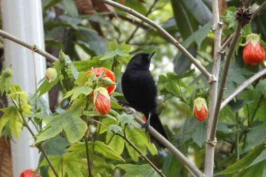 Image de Percefleur noir