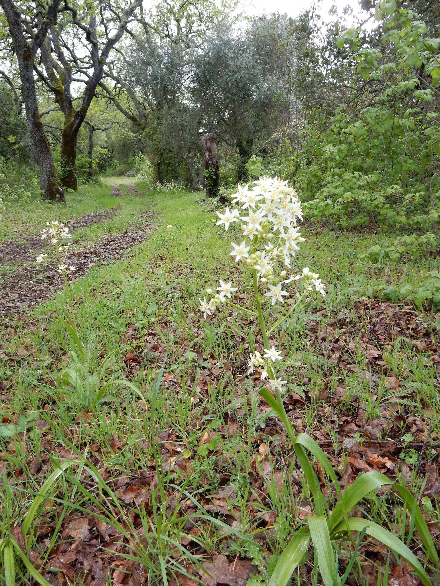 Image of common star lily