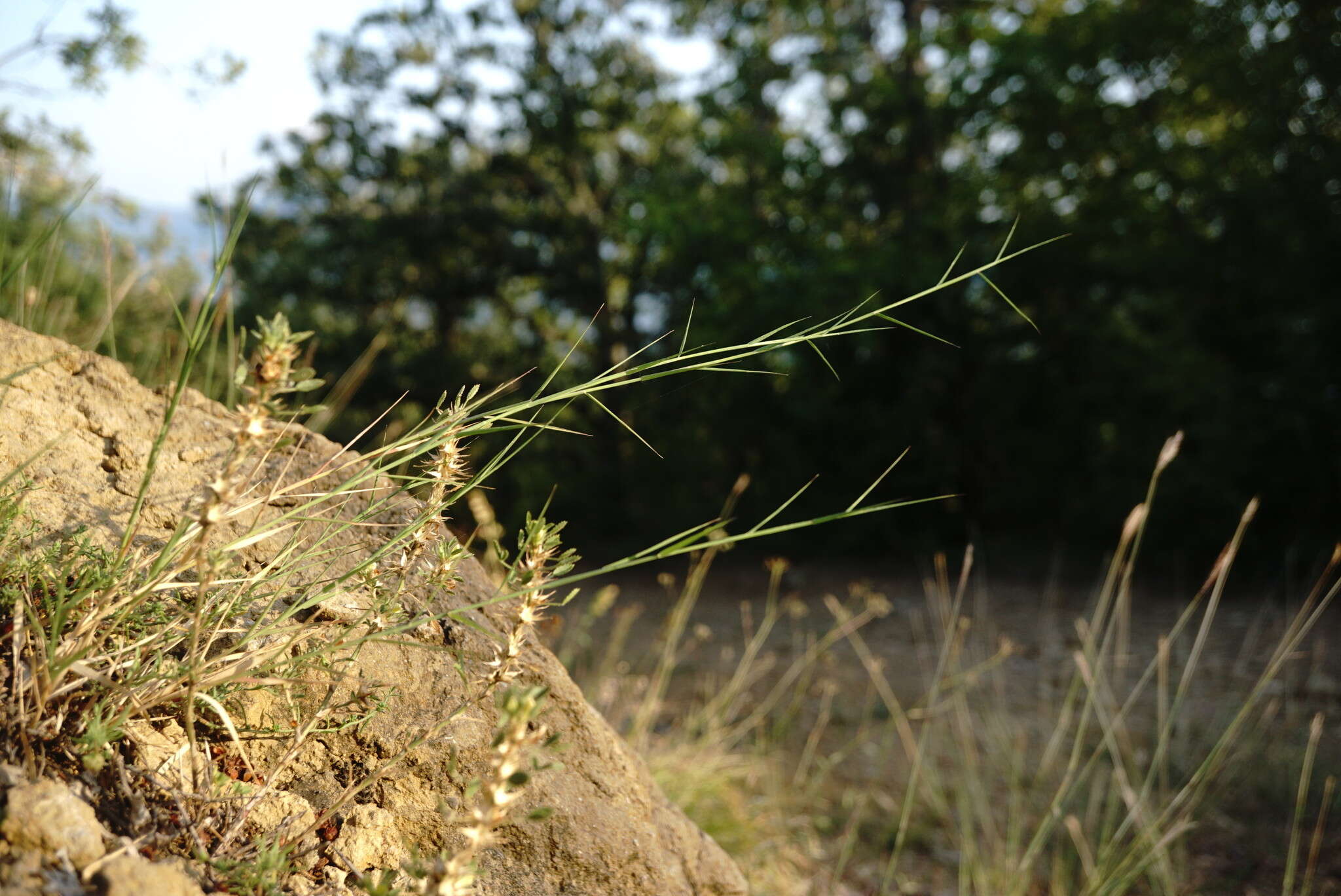 Plancia ëd Cleistogenes serotina (L.) Keng