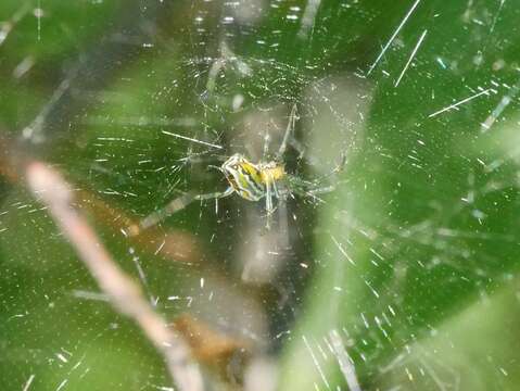 Image of Basilica Orbweaver