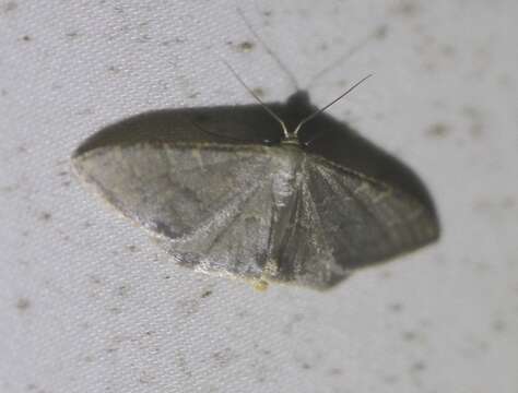 Image of Idaea coercita Lucas 1900