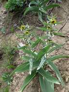 Image of Fritillaria sewerzowii Regel