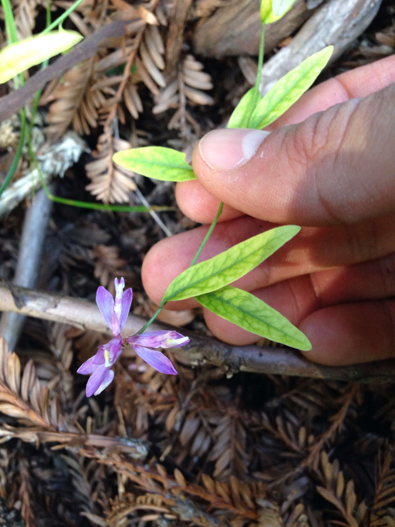 Image of California milkwort