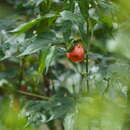 Image of Short-tailed Emerald