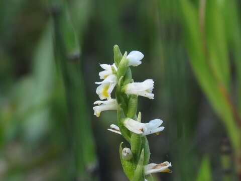 Image of Shining Ladies'-Tresses