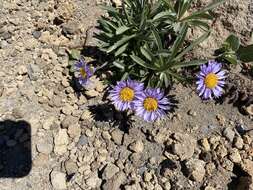 Image of tundra aster