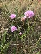 Imagem de Armeria maritima subsp. elongata (Hoffm.) Bonnier