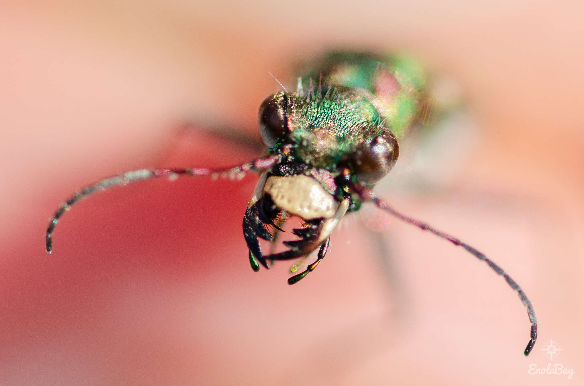 Image of Cicindela (Cicindela) maroccana pseudomaroccana Roeschke 1891