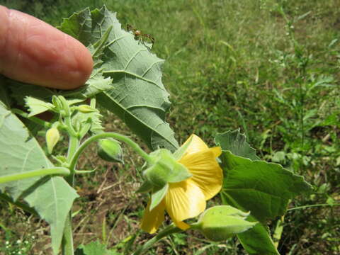 Imagem de Abutilon grandiflorum G. Don