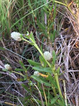 Image of silverhead