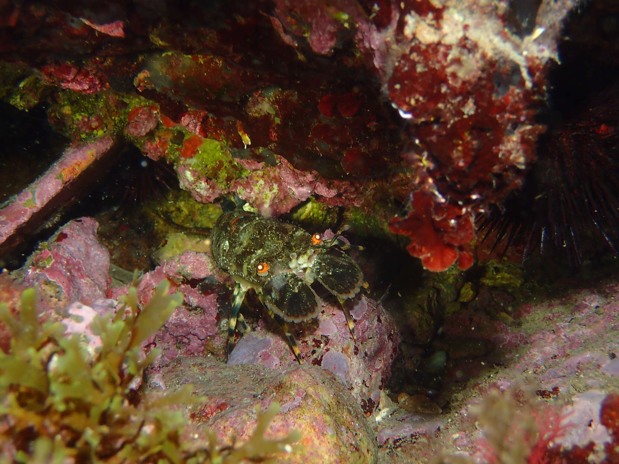 Image of Small European Locust Lobster