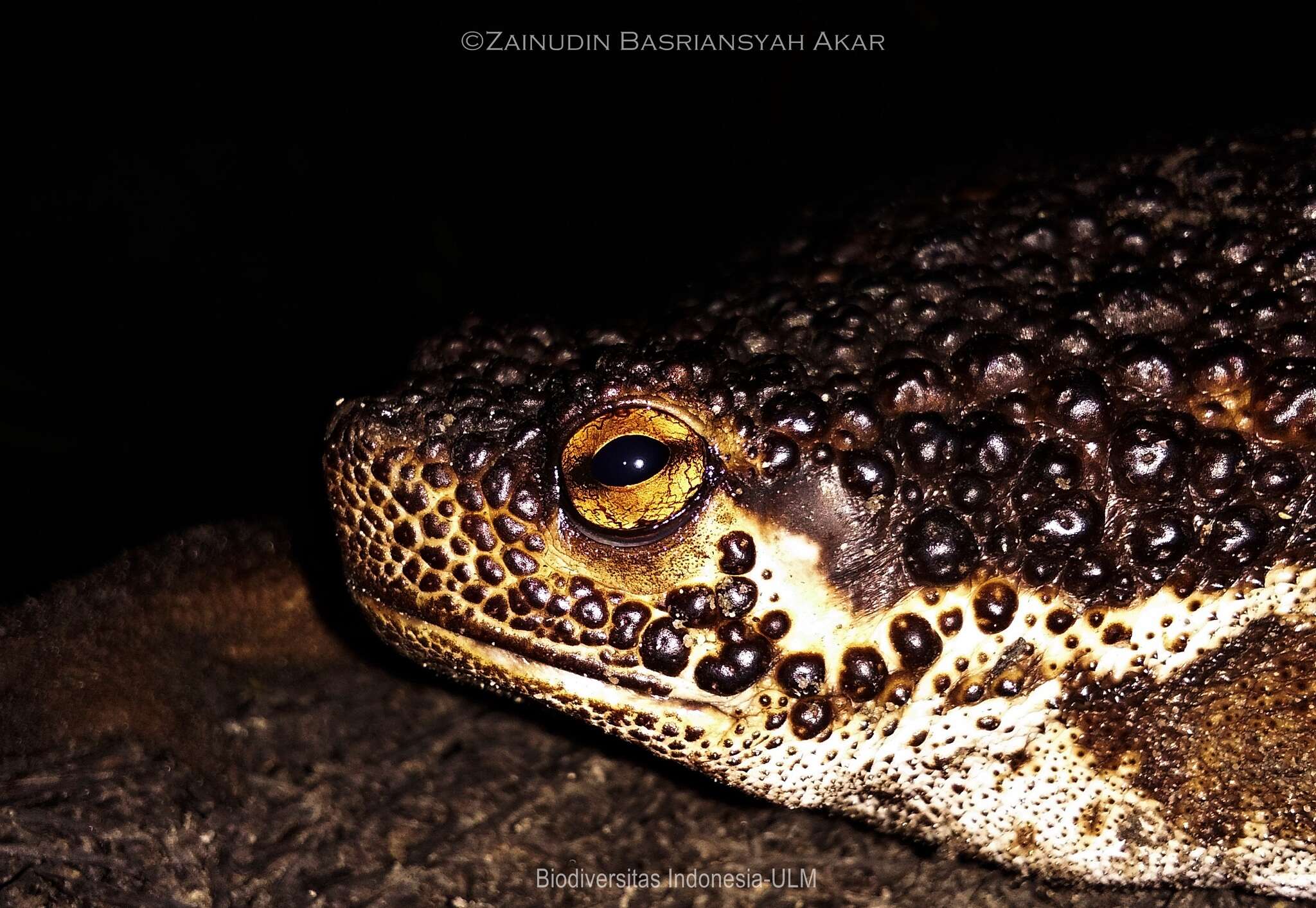 Image de Pseudobufo Tschudi 1838