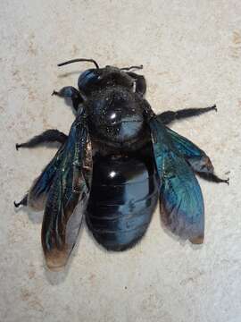 Image of Xylocopa nautlana Cockerell 1904