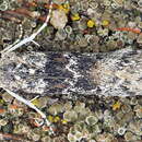 Image of Ancylosis oblitella Zeller 1848