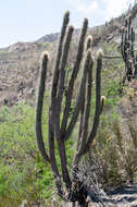 Image of Cleistocactus luribayensis Cárdenas