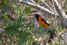 Image of Orange-backed Oriole