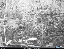 Image of Mexican Agouti