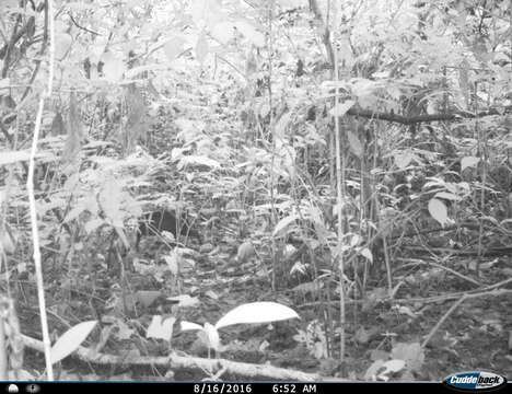 Image of Mexican Agouti