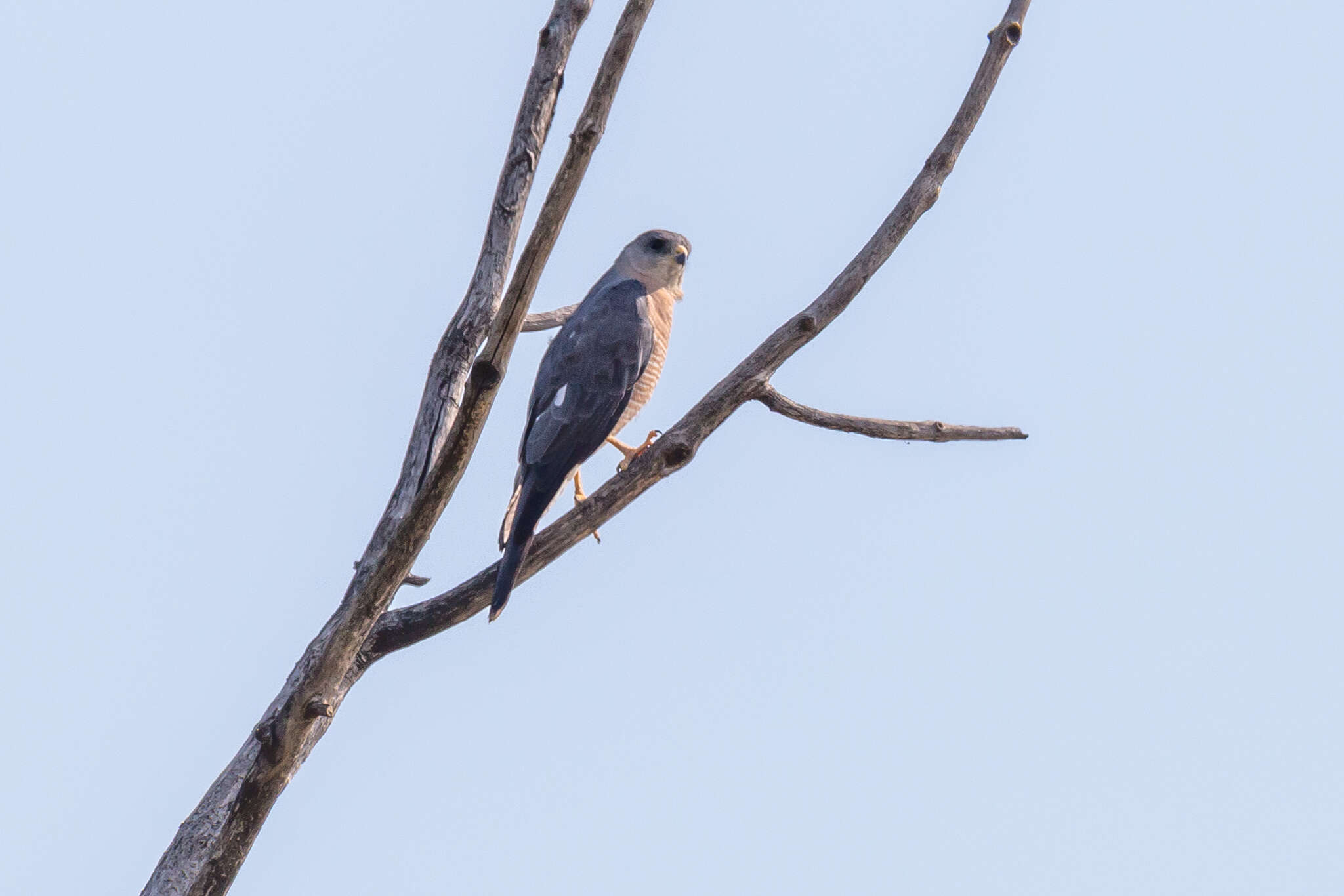 Image of Levant Sparrowhawk