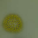 Image of Uroglena volvox