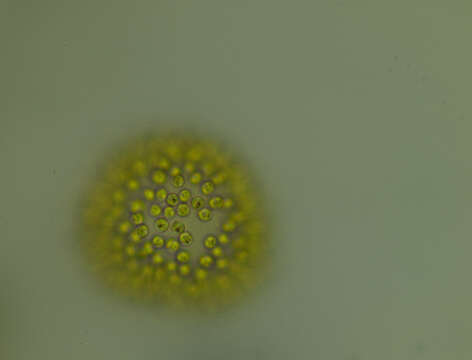 Image of Uroglena volvox