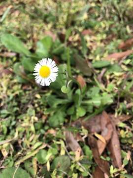 Image of Oak-Leaf Fleabane