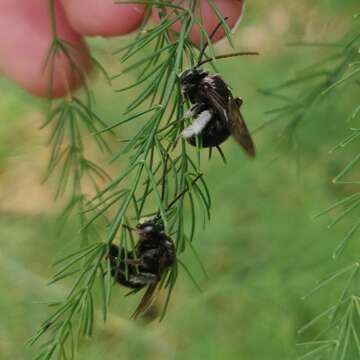 Image of Melissodes bimaculatus bimaculatus (Lepeletier 1825)