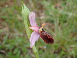 صورة Ophrys sphegodes subsp. aveyronensis J. J. Wood