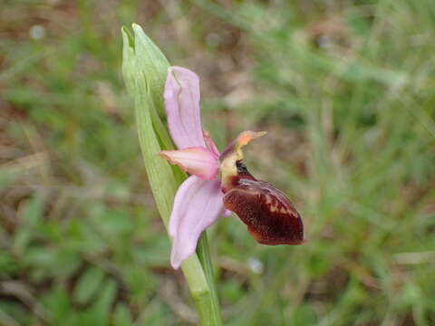 Image of Ophrys sphegodes subsp. aveyronensis J. J. Wood