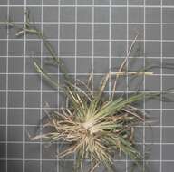 صورة Eragrostis tenuifolia (A. Rich.) Hochst. ex Steud.