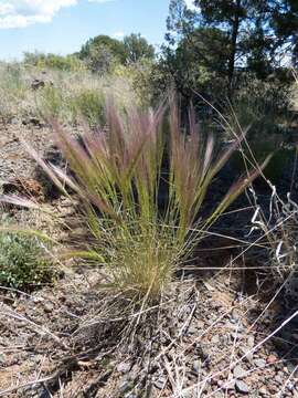 Imagem de Elymus elymoides (Raf.) Swezey