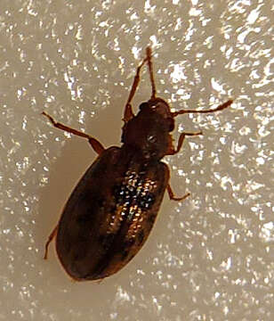 Image of Derodontus esotericus Lawrence 1979