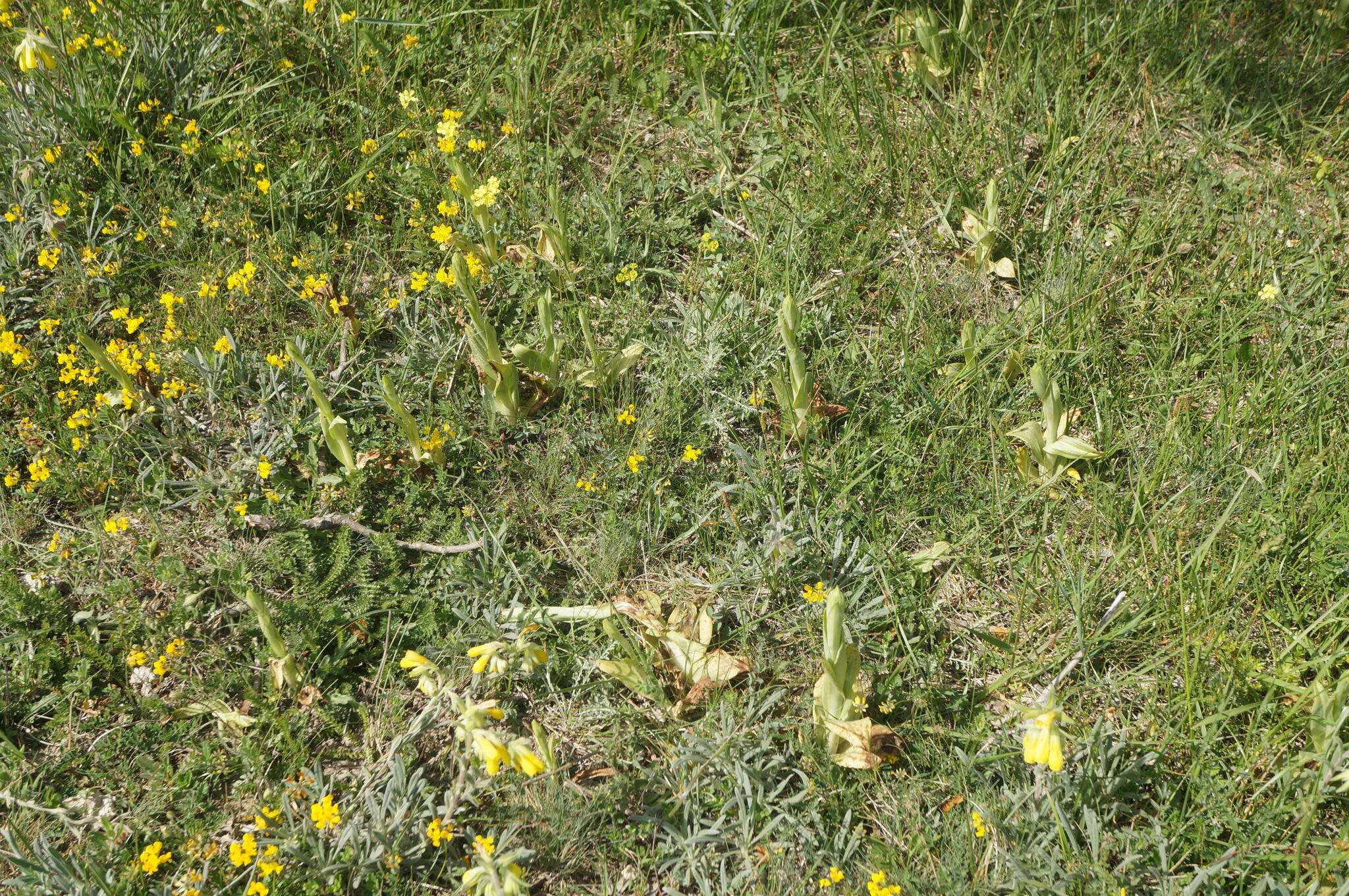 Image of Himantoglossum caprinum (M. Bieb.) Spreng.