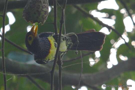 صورة Trachyphonus purpuratus Verreaux, J, Verreaux & E 1851