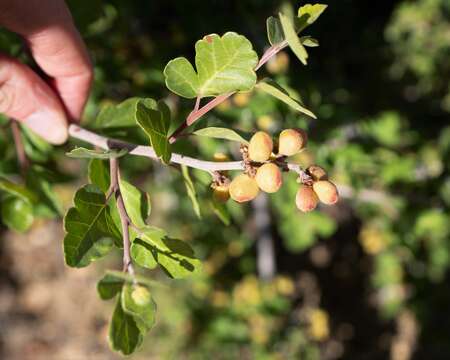 Rhus aromatica Ait. resmi