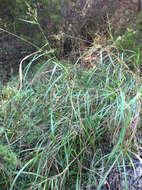 Image of Johnson grass