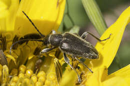 Sivun Brachysomida californica (Le Conte 1851) kuva