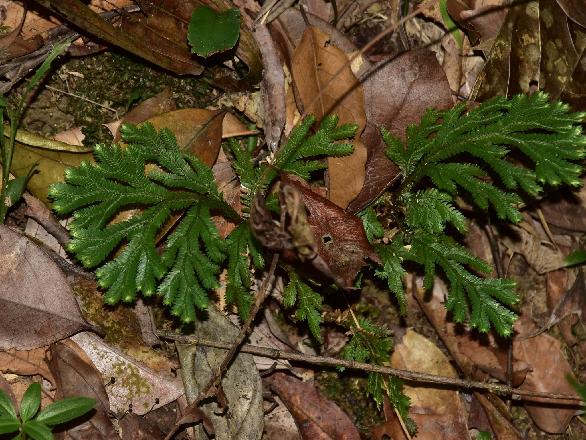 Image of Selaginella intermedia (Bl.) Spring