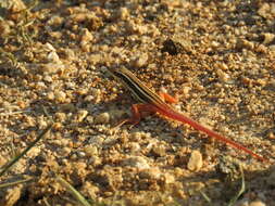 Image de Ophisops leschenaultii (Milne-edwards 1829)