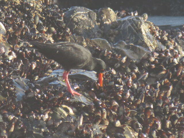 Haematopus moquini Bonaparte 1856 resmi