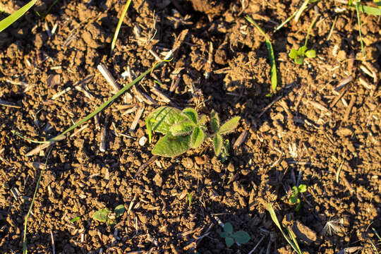 Image of fleshy lupine