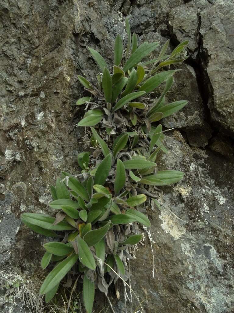 Image of Myosotis macrantha (Hook. fil.) Benth. & Hook. fil.