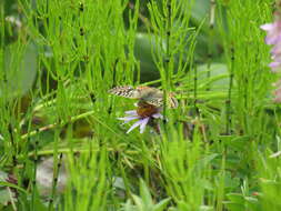 Image of Boloria alaskensis Holland 1900