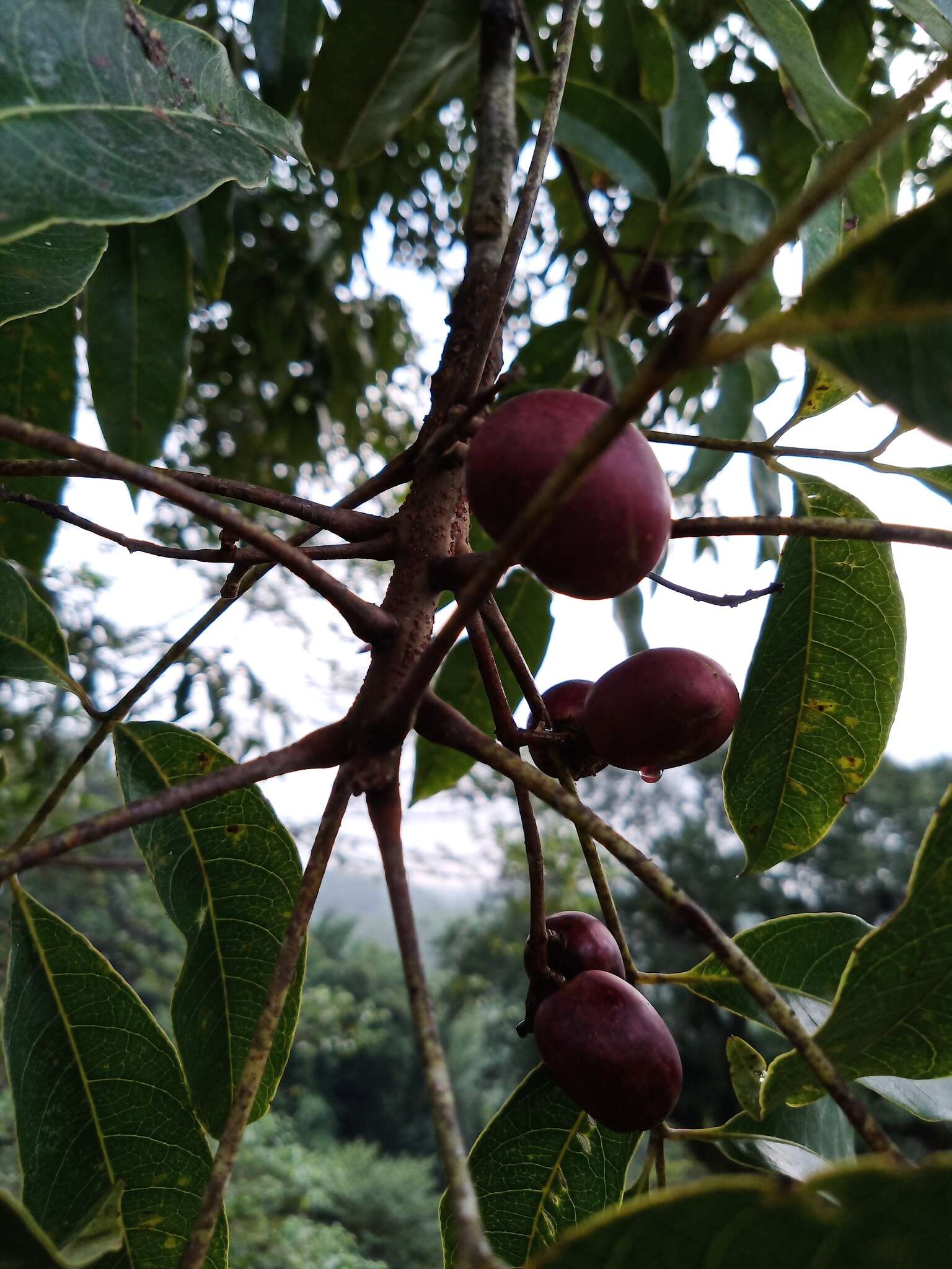 Image of Tapirira mexicana March.