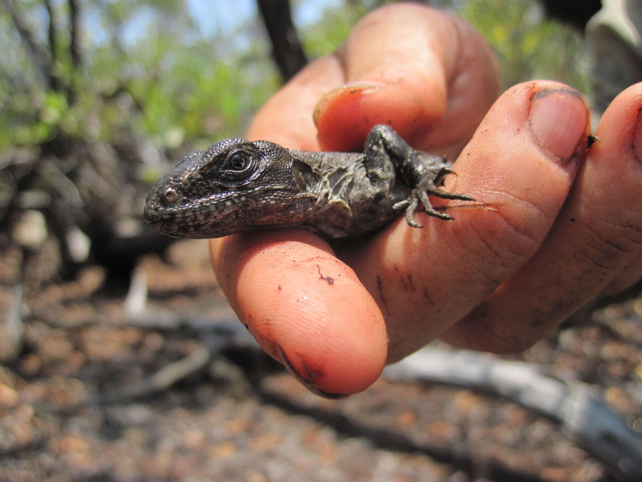 Image of Baker's Spinytail Iguana